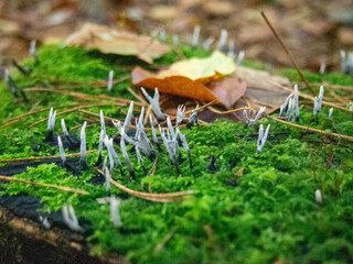Mushrooms in nature woodland forrest