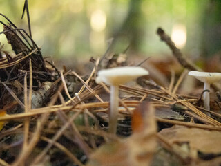Mushrooms in nature woodland forrest