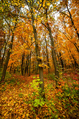 Beautiful and colorful landscape in the forest with maple and oak trees.Autumn landscape ,golden and orange colors,trees with lor of yellow leaves.Geound with flowers and leaves.Branches in the woods