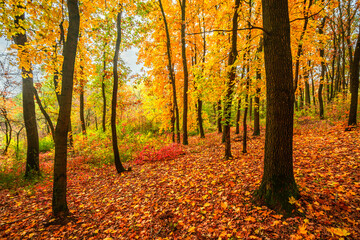 Beautiful and colorful landscape in the forest with maple and oak trees.Autumn landscape ,golden and orange colors,trees with lor of yellow leaves.Geound with flowers and leaves.Branches in the woods