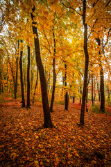 Beautiful and colorful landscape in the forest with maple and oak trees.Autumn landscape ,golden and orange colors,trees with lor of yellow leaves.Geound with flowers and leaves.Branches in the woods