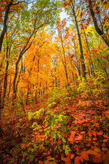 Beautiful and colorful landscape in the forest with maple and oak trees.Autumn landscape ,golden and orange colors,trees with lor of yellow leaves.Geound with flowers and leaves.Branches in the woods