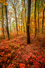 Beautiful and colorful landscape in the forest with maple and oak trees.Autumn landscape ,golden and orange colors,trees with lor of yellow leaves.Geound with flowers and leaves.Branches in the woods