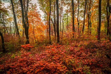 Fototapeta premium Beautiful and colorful landscape in the forest with maple and oak trees.Autumn landscape ,golden and orange colors,trees with lor of yellow leaves.Geound with flowers and leaves.Branches in the woods