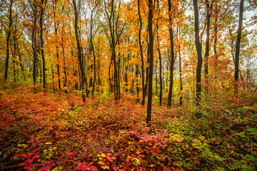 Beautiful and colorful landscape in the forest with maple and oak trees.Autumn landscape ,golden and orange colors,trees with lor of yellow leaves.Geound with flowers and leaves.Branches in the woods