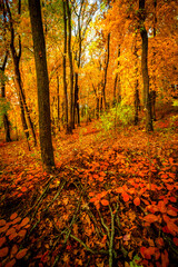 Beautiful and colorful landscape in the forest with maple and oak trees.Autumn landscape ,golden and orange colors,trees with lor of yellow leaves.Geound with flowers and leaves.Branches in the woods