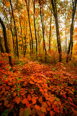 Obraz premium Beautiful autumn forest at the morning,colorful picyure with a lot of arange and yellow colors.Autumn landscape in the woodlands.Maple trees in the forest , orange forest .Fall landscape . 