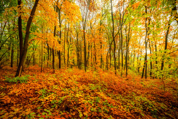 Beautiful autumn forest at the morning,colorful picyure with a lot of arange and yellow colors.Autumn landscape in the woodlands.Maple trees in the forest , orange forest .Fall landscape . 