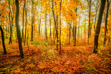 Beautiful autumn forest at the morning,colorful picyure with a lot of arange and yellow colors.Autumn landscape in the woodlands.Maple trees in the forest , orange forest .Fall landscape . 