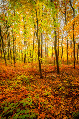 Beautiful autumn forest at the morning,colorful picyure with a lot of arange and yellow colors.Autumn landscape in the woodlands.Maple trees in the forest , orange forest .Fall landscape . 