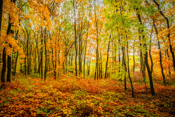 Beautiful autumn forest at the morning,colorful picyure with a lot of arange and yellow colors.Autumn landscape in the woodlands.Maple trees in the forest , orange forest .Fall landscape . 