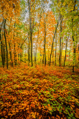 Beautiful autumn forest at the morning,colorful picyure with a lot of arange and yellow colors.Autumn landscape in the woodlands.Maple trees in the forest , orange forest .Fall landscape . 