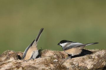 Chickadees fightibng for food or flying off log © Janet