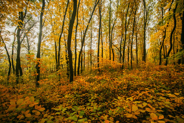 Beautiful autumn forest at the morning,colorful picyure with a lot of arange and yellow colors.Autumn landscape in the woodlands.Maple trees in the forest , orange forest .Fall landscape . 