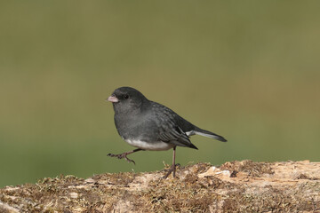 Juncos in fall on log