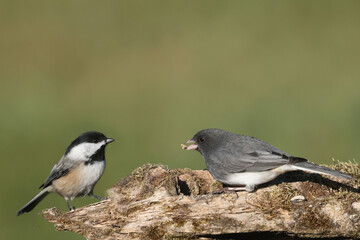 Obraz premium Chicakdees and Juncos uneasy alliance