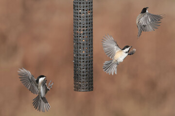 Chickadees in midair