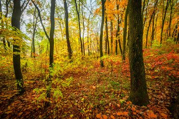 Beautiful autumn forest at the morning,colorful picyure with a lot of arange and yellow colors.Autumn landscape in the woodlands.Maple trees in the forest , orange forest .Fall landscape . 
