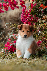 Collie mit Blumen