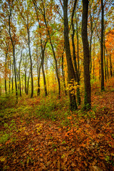 Fototapeta premium Beautiful autumn forest at the morning,colorful picyure with a lot of arange and yellow colors.Autumn landscape in the woodlands.Maple trees in the forest , orange forest .Fall landscape . 