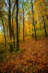 Beautiful autumn forest at the morning,colorful picyure with a lot of arange and yellow colors.Autumn landscape in the woodlands.Maple trees in the forest , orange forest .Fall landscape . 