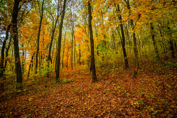 Fall landscape in the forest at morning,golden and orange colors .Beautiful autumn landscape in the woodlands, landscape with trees and leaves.Orange leaves,beautiful maple trees.Ukraine forest