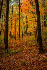 Fall landscape in the forest at morning,golden and orange colors .Beautiful autumn landscape in the woodlands, landscape with trees and leaves.Orange leaves,beautiful maple trees.Ukraine forest