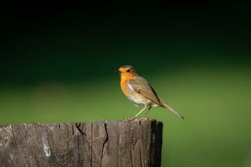 A beautiful, perching European Robin (Erithacus rubecula)  with a clean, blurred background.