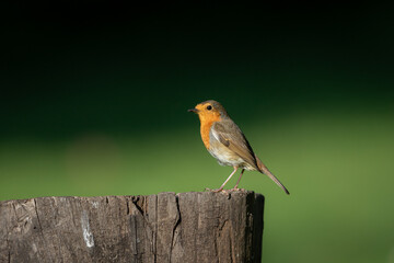 A beautiful, perching European Robin (Erithacus rubecula)  with a clean, blurred background.