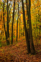 Fall landscape in the forest at morning,golden and orange colors .Beautiful autumn landscape in the woodlands, landscape with trees and leaves.Orange leaves,beautiful maple trees.Ukraine forest