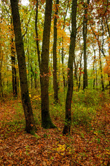 Obraz premium Fall landscape in the forest at morning,golden and orange colors .Beautiful autumn landscape in the woodlands, landscape with trees and leaves.Orange leaves,beautiful maple trees.Ukraine forest
