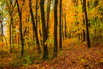 Fall landscape in the forest at morning,golden and orange colors .Beautiful autumn landscape in the woodlands, landscape with trees and leaves.Orange leaves,beautiful maple trees.Ukraine forest