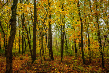 Fall landscape in the forest at morning,golden and orange colors .Beautiful autumn landscape in the woodlands, landscape with trees and leaves.Orange leaves,beautiful maple trees.Ukraine forest
