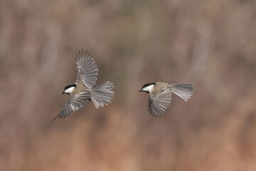 Chickadees in midair