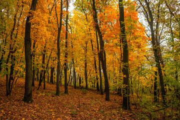 Fototapeta premium Fall landscape in the forest at morning,golden and orange colors .Beautiful autumn landscape in the woodlands, landscape with trees and leaves.Orange leaves,beautiful maple trees.Ukraine forest