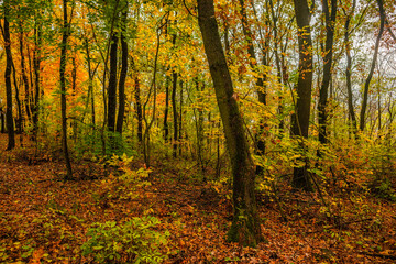 Obraz premium Fall landscape in the forest at morning,golden and orange colors .Beautiful autumn landscape in the woodlands, landscape with trees and leaves.Orange leaves,beautiful maple trees.Ukraine forest