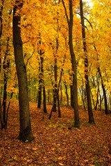 Obraz premium Fall landscape in the forest at morning,golden and orange colors .Beautiful autumn landscape in the woodlands, landscape with trees and leaves.Orange leaves,beautiful maple trees.Ukraine forest