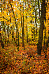 Fall landscape in the forest at morning,golden and orange colors .Beautiful autumn landscape in the woodlands, landscape with trees and leaves.Orange leaves,beautiful maple trees.Ukraine forest