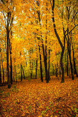 Fall landscape in the forest at morning,golden and orange colors .Beautiful autumn landscape in the woodlands, landscape with trees and leaves.Orange leaves,beautiful maple trees.Ukraine forest