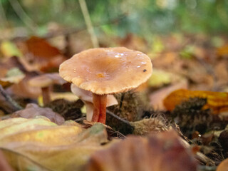Mushrooms in nature woodland forrest
