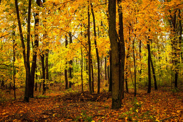 Fall landscape in the forest at morning,golden and orange colors .Beautiful autumn landscape in the woodlands, landscape with trees and leaves.Orange leaves,beautiful maple trees.Ukraine forest