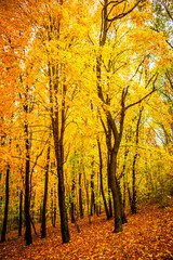 Fall landscape in the forest at morning,golden and orange colors .Beautiful autumn landscape in the woodlands, landscape with trees and leaves.Orange leaves,beautiful maple trees.Ukraine forest