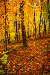 Fall landscape in the forest at morning,golden and orange colors .Beautiful autumn landscape in the woodlands, landscape with trees and leaves.Orange leaves,beautiful maple trees.Ukraine forest
