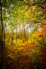Fall landscape in the forest at morning,golden and orange colors .Beautiful autumn landscape in the woodlands, landscape with trees and leaves.Orange leaves,beautiful maple trees.Ukraine forest