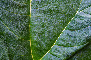 Closeup leaf texture. Macro nature. Green plant closeup. Leaf macro background. Lines of leaves. Spring leaves. Nature background.