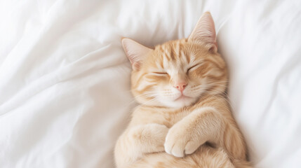 Peaceful ginger cat sleeping on white bedsheets with paws folded