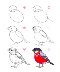 How to draw a cute little bullfinch. Educational page for children. Creation step by step animal illustration. Printable worksheet for kids school exercise book. Online education. Vector drawing.
