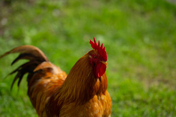 Livestock countryside animals. Rooster. Cock rooster. Poultry dairy farm. Rooster cock at farm. Farming. Farmland. Rooster at green grass.