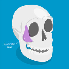 3D Isometric Flat Vector Illustration of Zygomatic Bone , Human Skull Anatomy