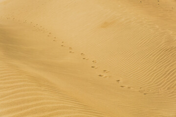 Footprints in a desert